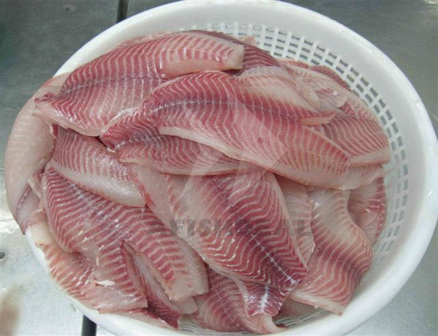 Tilapia (spisefisk)