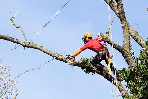 Services d'abattage d'arbres