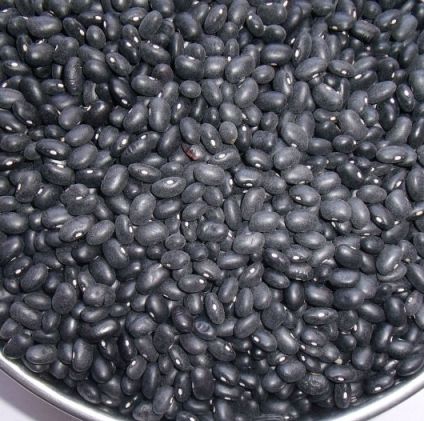 Kacang hitam