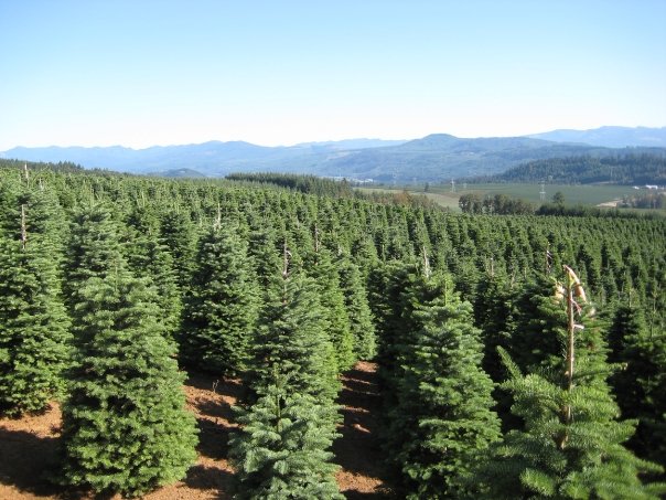 Alberi di Natale