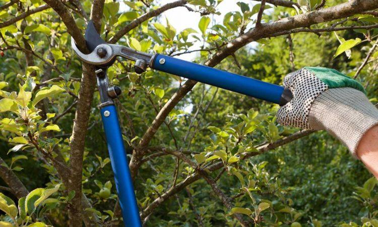 ट्री pruning और कटाई