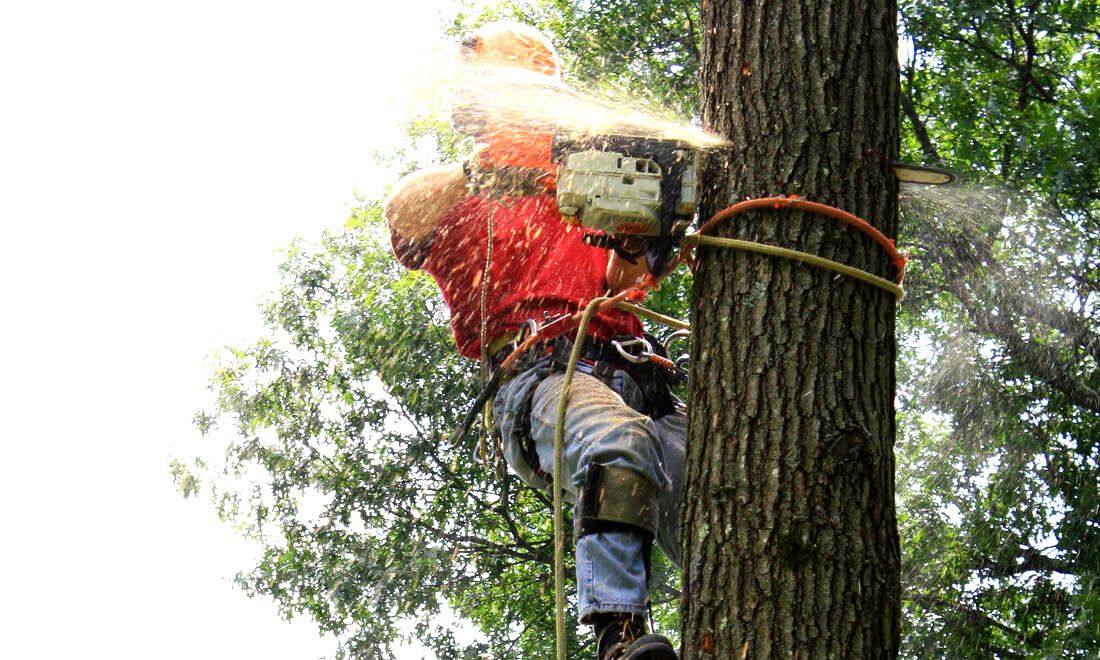 Servizi di taglio alberi