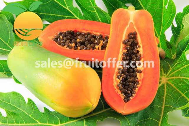 PAPAYA