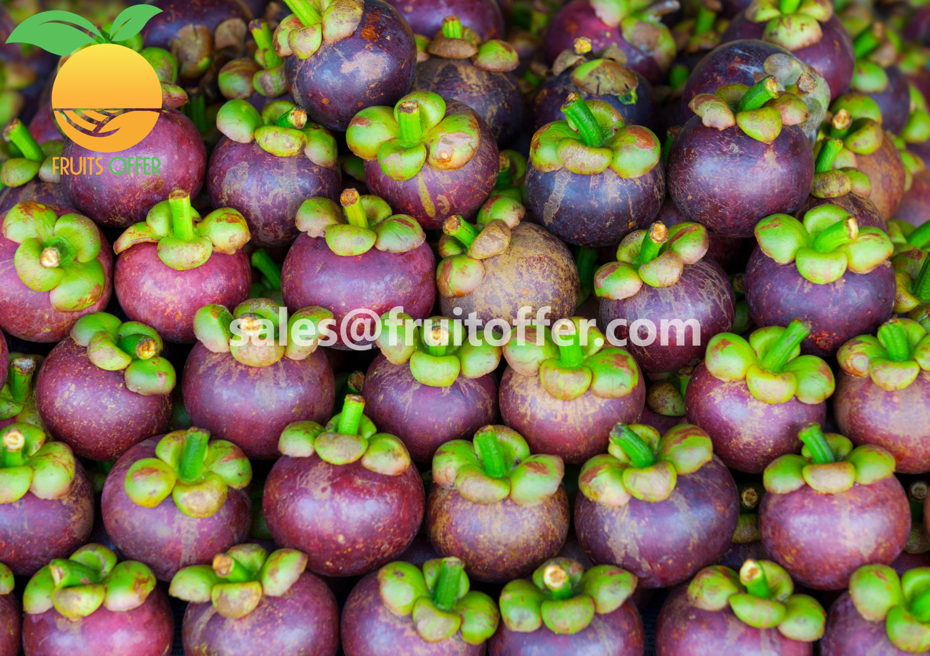 MANGOSTEEN