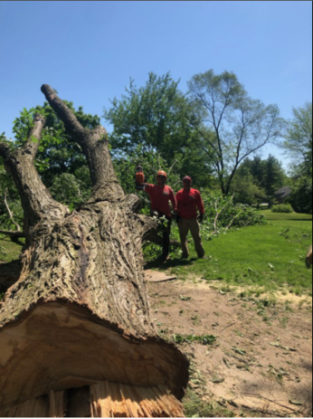 Servicii de tăiere a arborilor