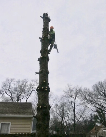 Servizi di manutenzione alberi