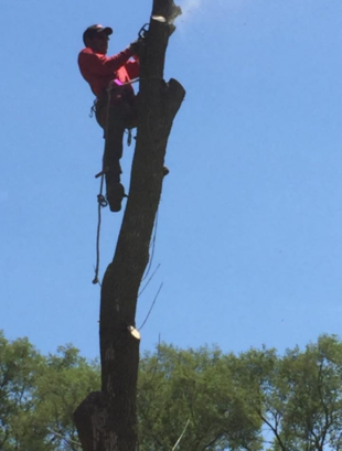 Tunsul si taierea arborilor