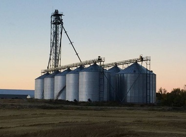 ALBERTA FEED GRAIN