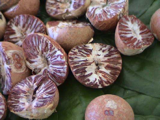 Betel ядки