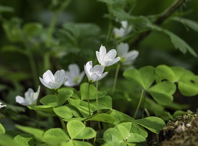 Serviços de desenvolvimento florestal