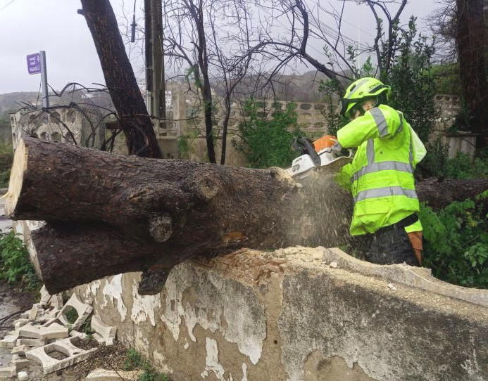 Tree-կտրելու ծառայություններ