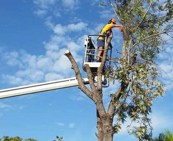 Poda e corte de árvores