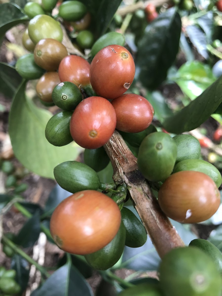 Café en grano