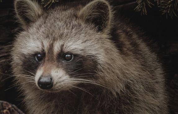 Rescat animal, reubicació i transport