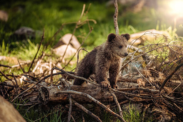 Bear viewing Alaska - Breaking down your bear viewing tour from start to finish