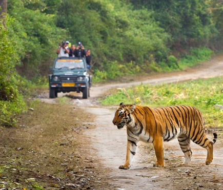 Excursiones Safari