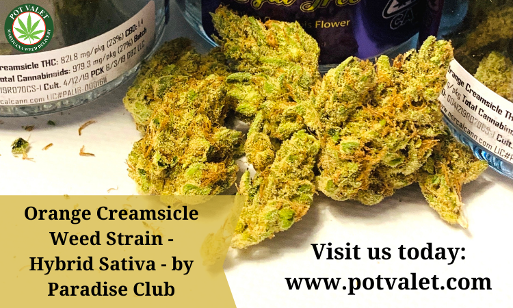 Orange Creamsicle Weed Strain - Hybrid Sativa - by Paradise Club