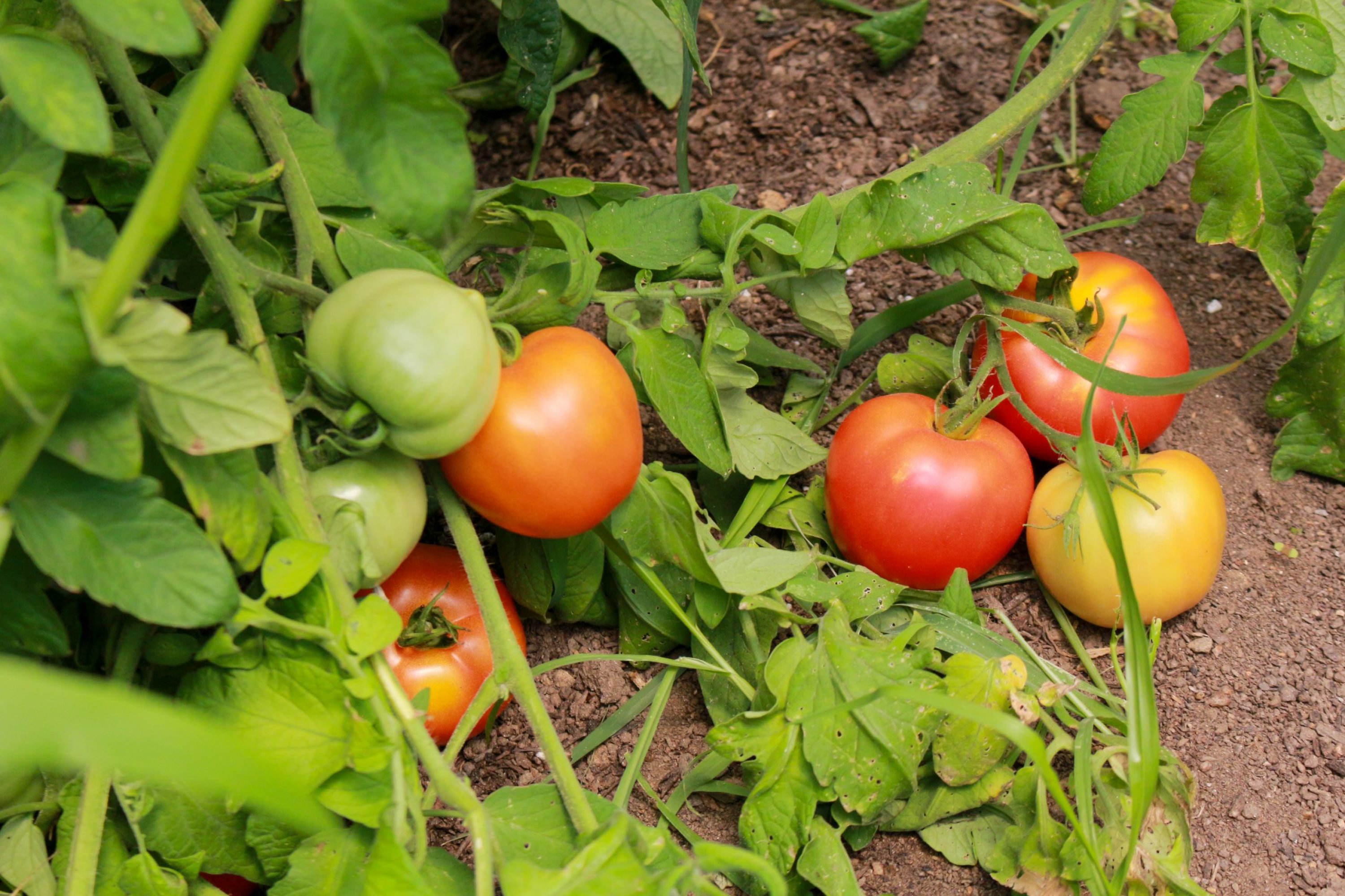 Toplantı xidmətləri