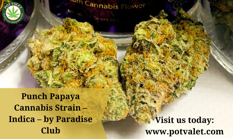 Punch Papaya Cannabis Strain – Indica – by Paradise Club