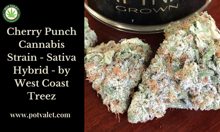 Cherry Punch Cannabis Strain - Sativa Hybrid - by West Coast Treez