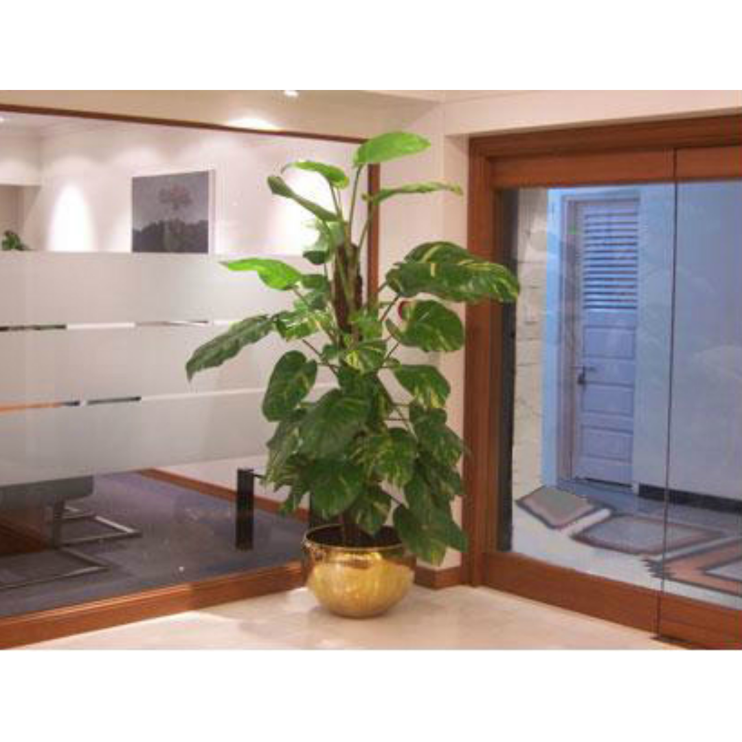 Plants Rental Services in Mumbai