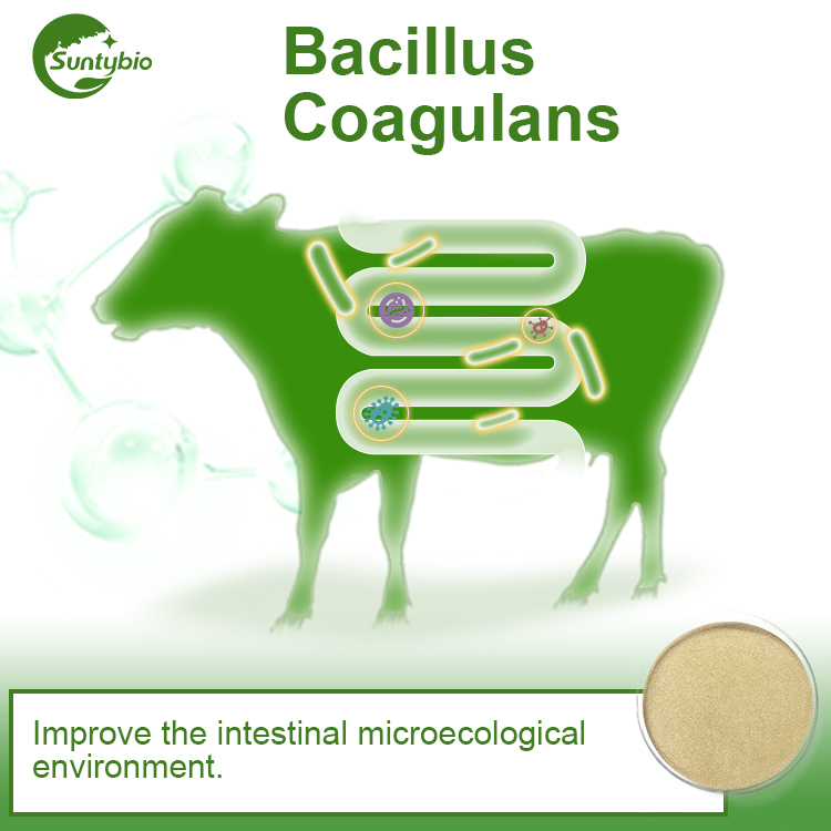 Bacillus Coagulans