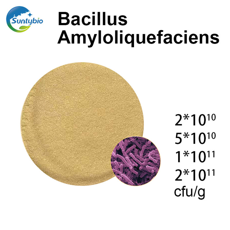 Bacillus Amyloliquefaciens