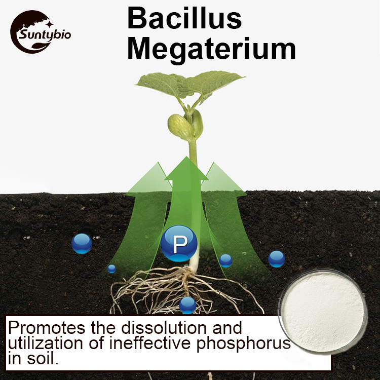 Bacillus Megatherium